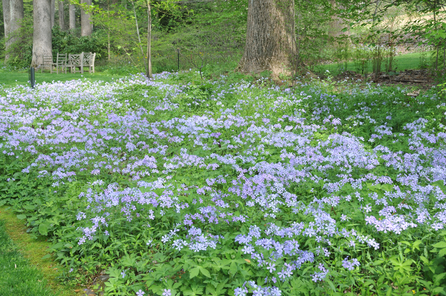 The Best Ground Cover Plants To Grow In Michigan PlantNative Org