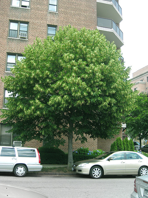 Michigan Native Plants For Landscaping With Pictures Plantnative Org