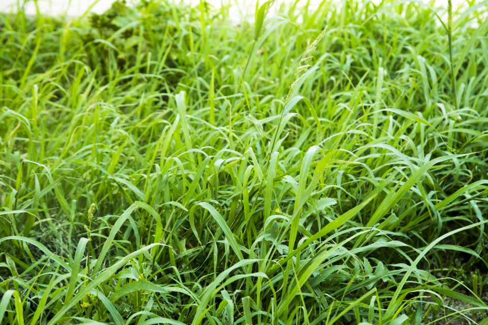 Centipede Grass How To Plant Grow Care PlantNative Org