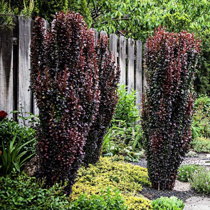 The Most Beautiful Ornamental Trees To Grow In Idaho PlantNative Org