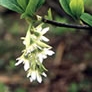 PlantNative - Native Plant Information, Nursery Directory, Community ...