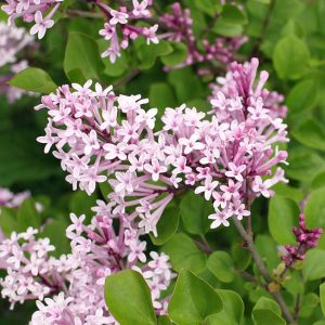 Best 5 Flowering Trees To Grow In Ohio - PlantNative.org