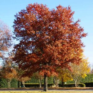 Best Trees for Denver