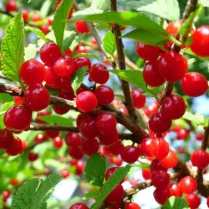 Best 5 Cherry Trees To Grow in Texas