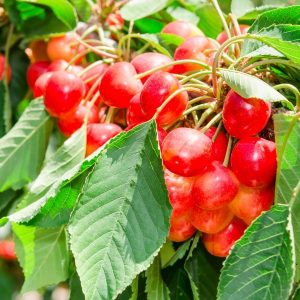 bing cherry tree leaves