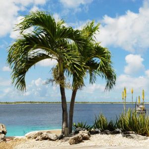 Louisiana Palm Trees