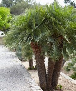 Louisiana Palm Trees