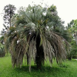 Louisiana Palm Trees