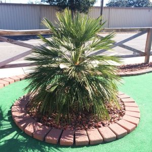 Louisiana Palm Trees