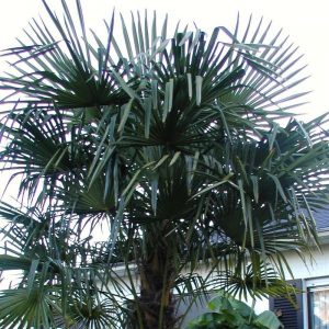 Louisiana Palm Trees