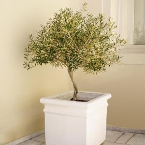 Best 5 Olive Trees To Grow In Florida 