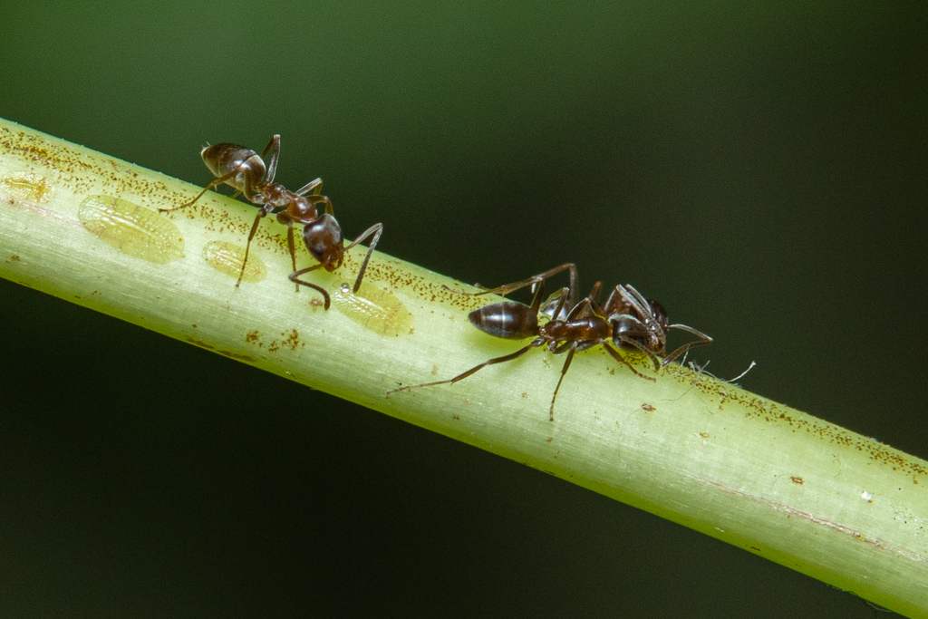 Are Ants Bad For Peach Trees?