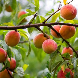 peach trees in nc