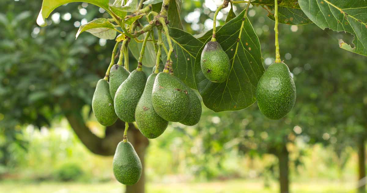 Best 5 Avocado Trees To Grow In Florida