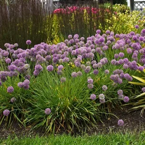 Hidcote Purple Lavender Plant