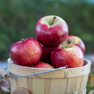 Best 6 Apple Trees To Grow In Ohio - PlantNative.org