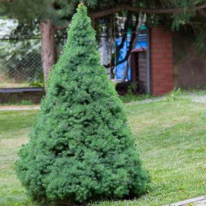 Blue Wonder Spruce Tree