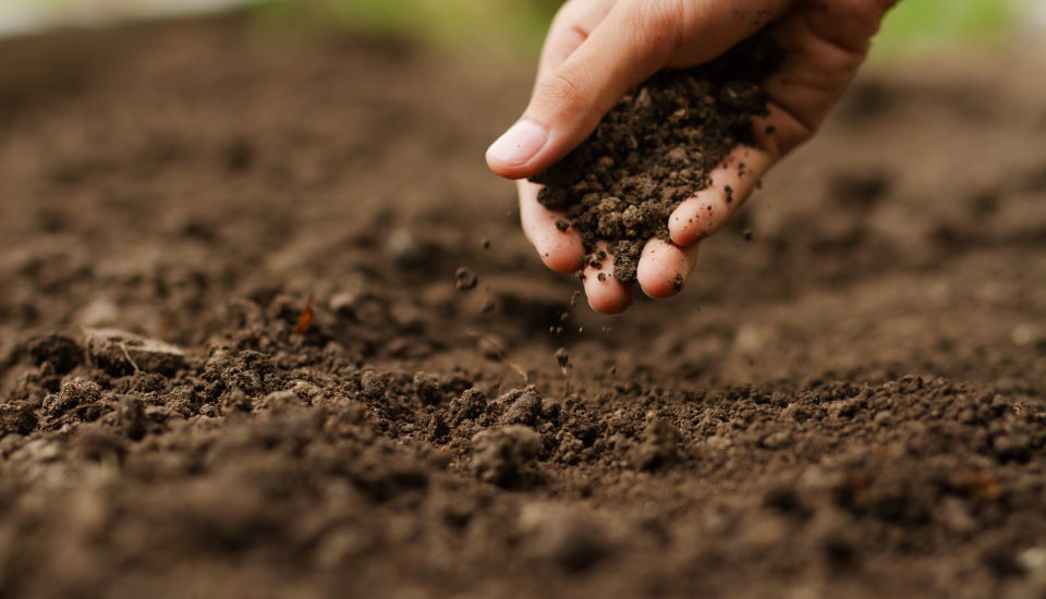 gardening soil