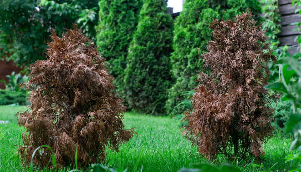 How to save brown arborvitae trees