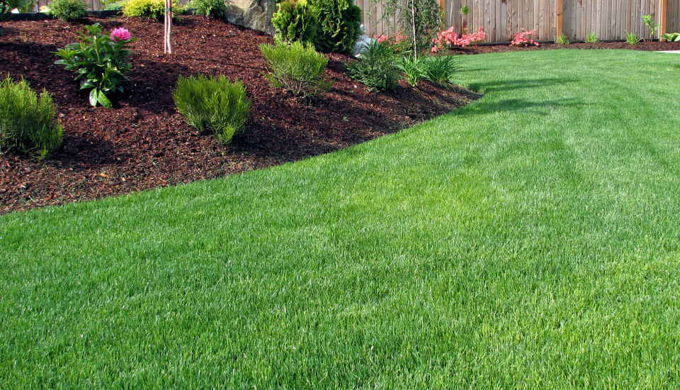 seeding a lawn, designed