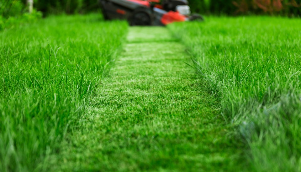 how to manage your lawn, mower