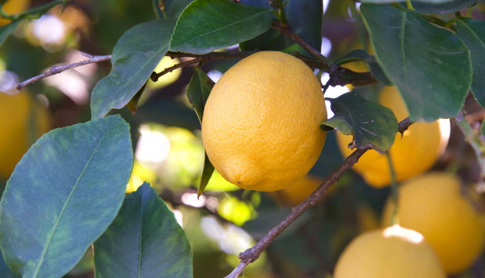 lisbon lemon tree