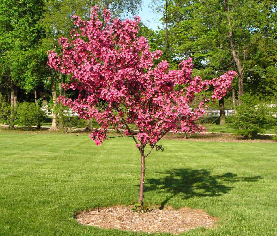 redbud tree