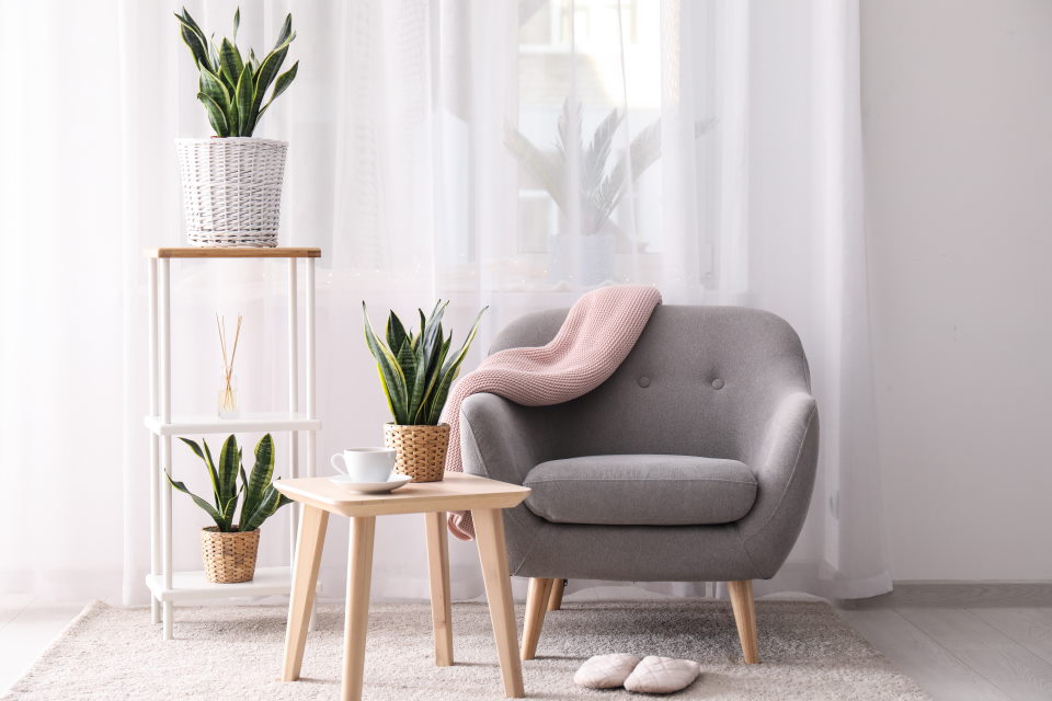 sofa snake plant pink grey white