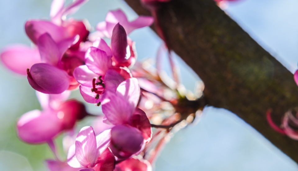 some other types of redbud trees