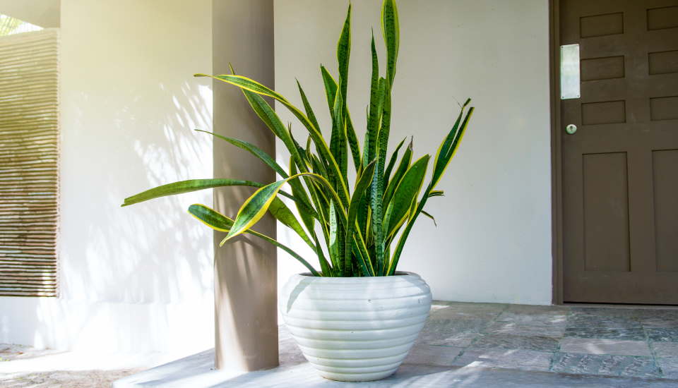 white door snake plant and pot
