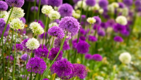 Alliums