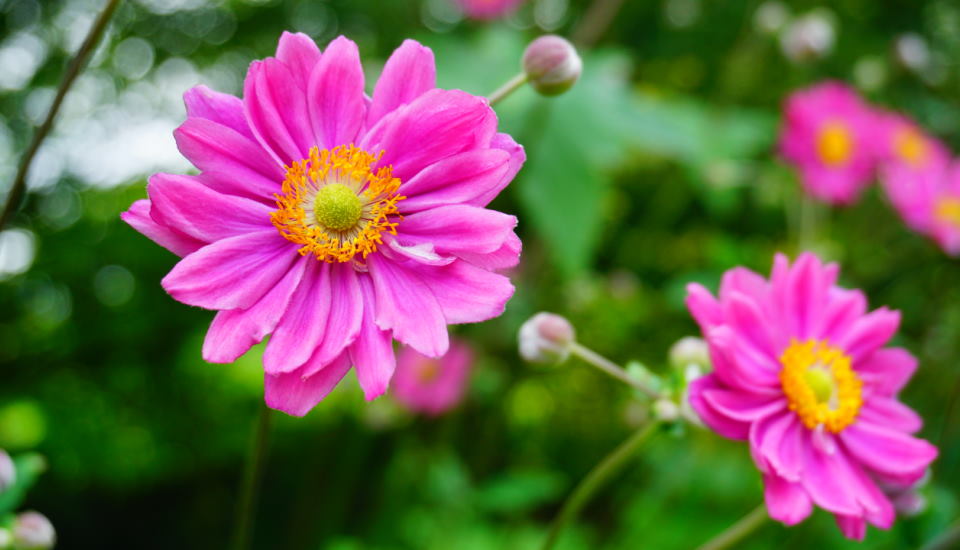 Japanese Anemone (Anemone Hybrida): How to Grow & Care