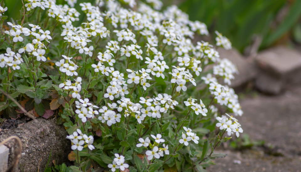 Garden Arabis, Arabis Caucasica