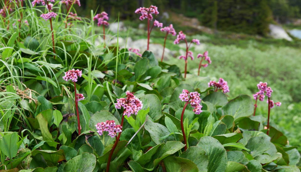 Heartleaf Bergenia (Bergenia Cordifolia): How to Grow and Care