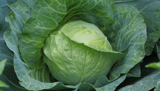 Brassicas