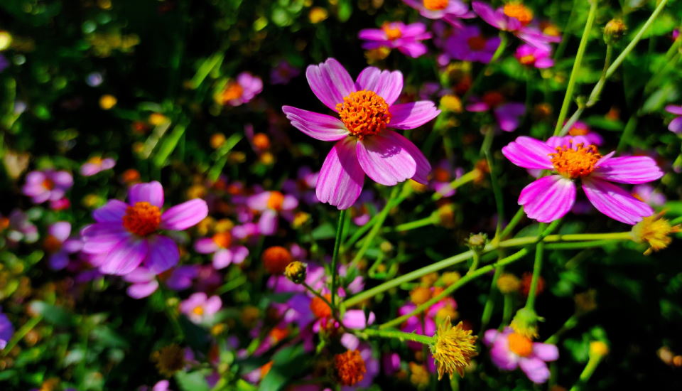  Coreopsis rosea flower perennial flowers pink