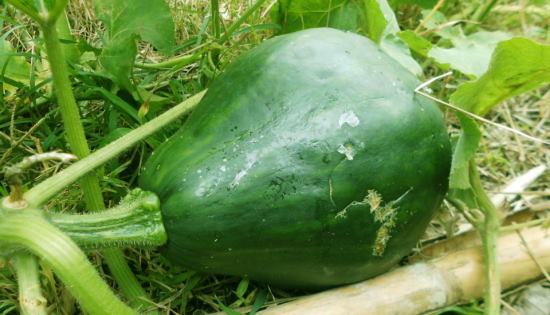 Curcubits