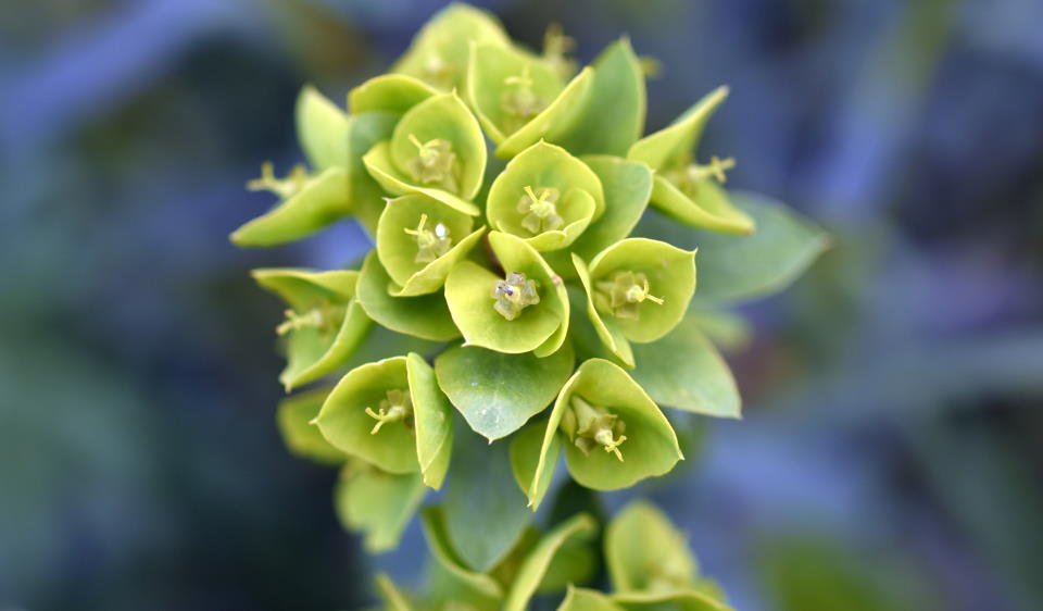 Euphorbia characias