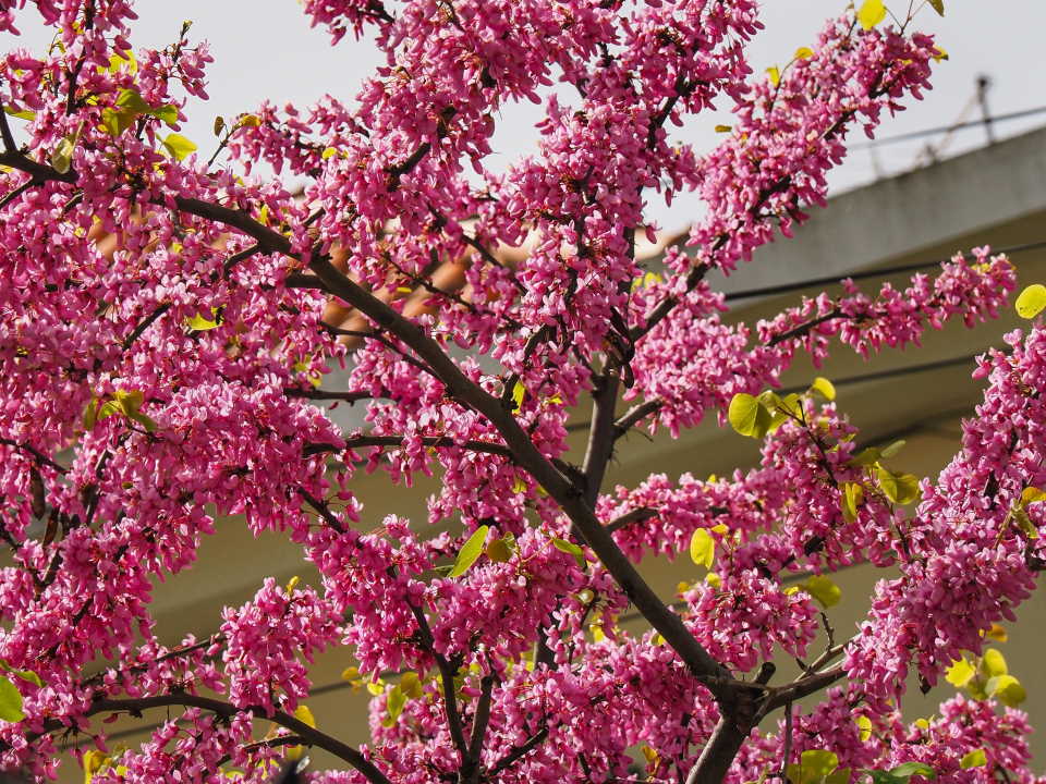 european redbud