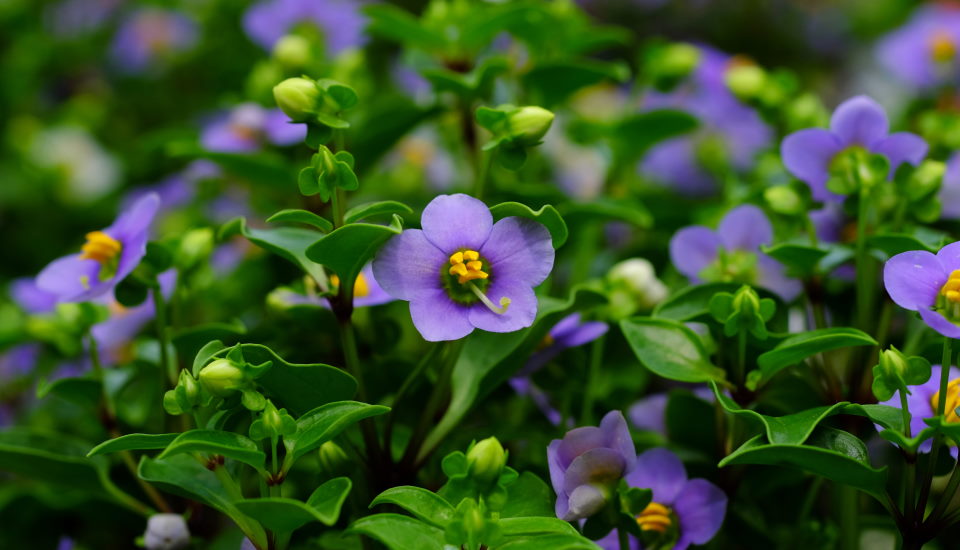 Persian Violet (Exacum Affine): How to Grow & Care