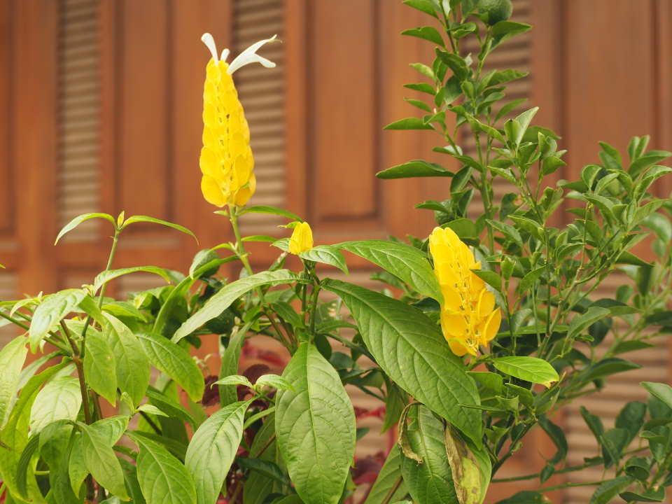 Yellow Shrimp Plant