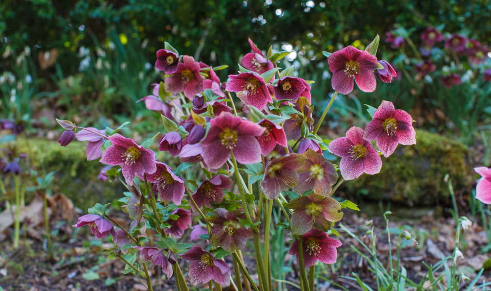 Hellebore Helleborus How To Grow Care Hellebore Helleborus How To Grow Care