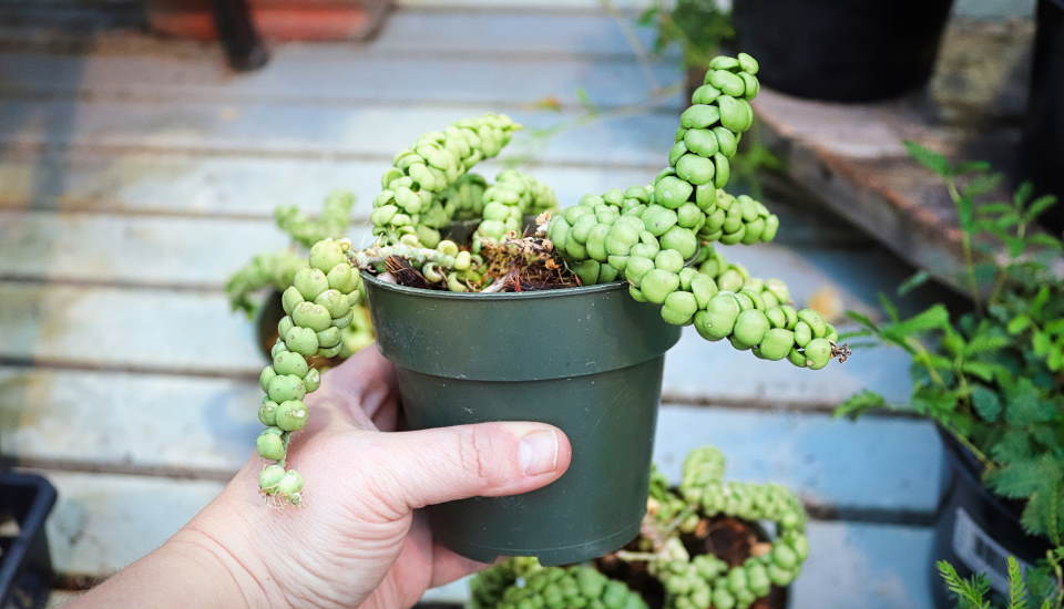 How to grow and care dragon jade plant
