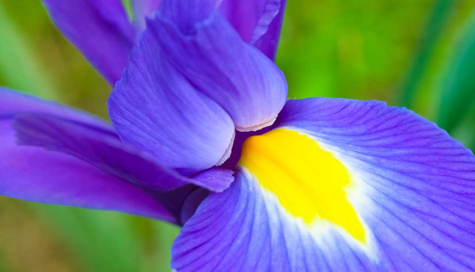 Iris plant flower