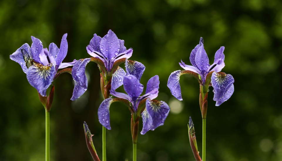 Iris Plant Flower Purple