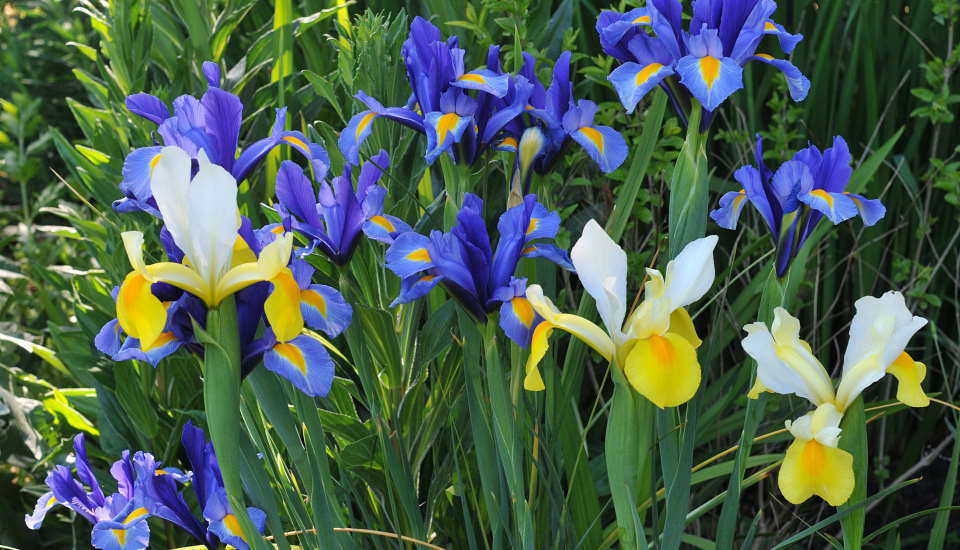 Iris Plant Flowers