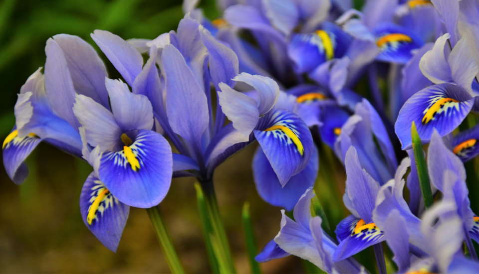 Iris plant purple flowers