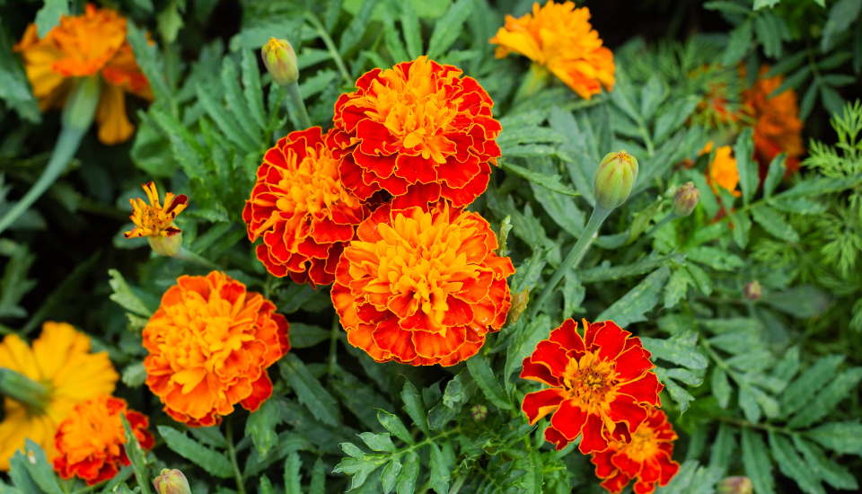 Marigold flower