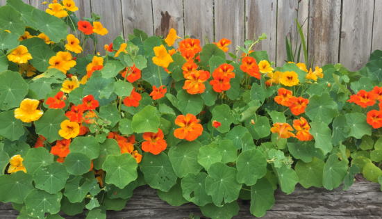 Nasturtiums