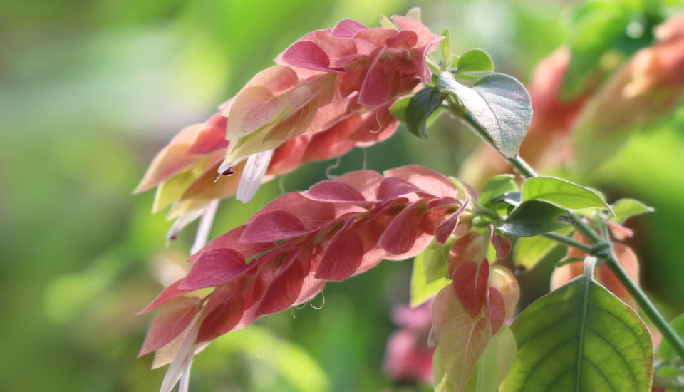 Purple Shrimp Plant